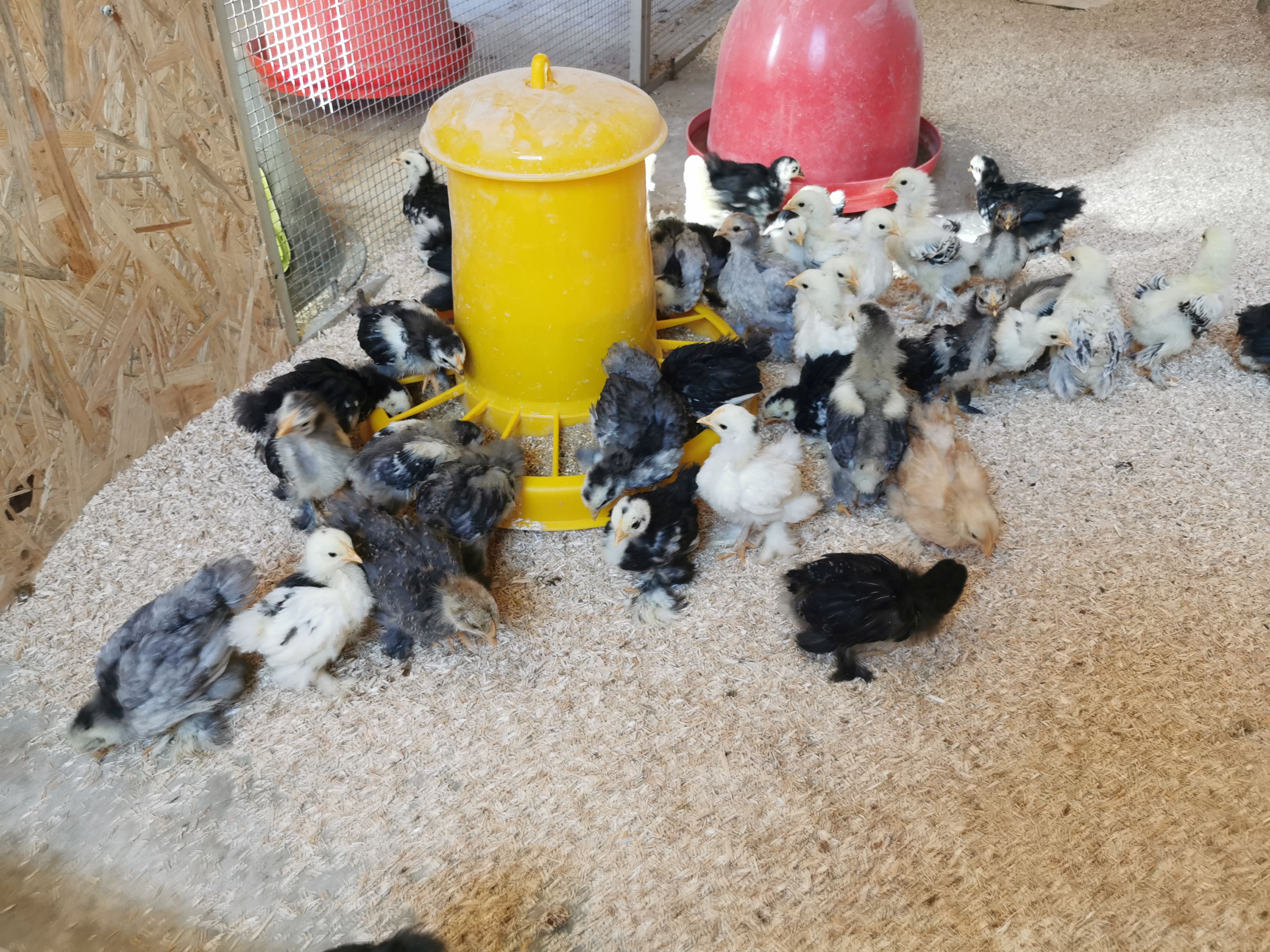 Bibeli am Futtergerät